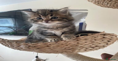 Mixed Breed cats - Advert 7