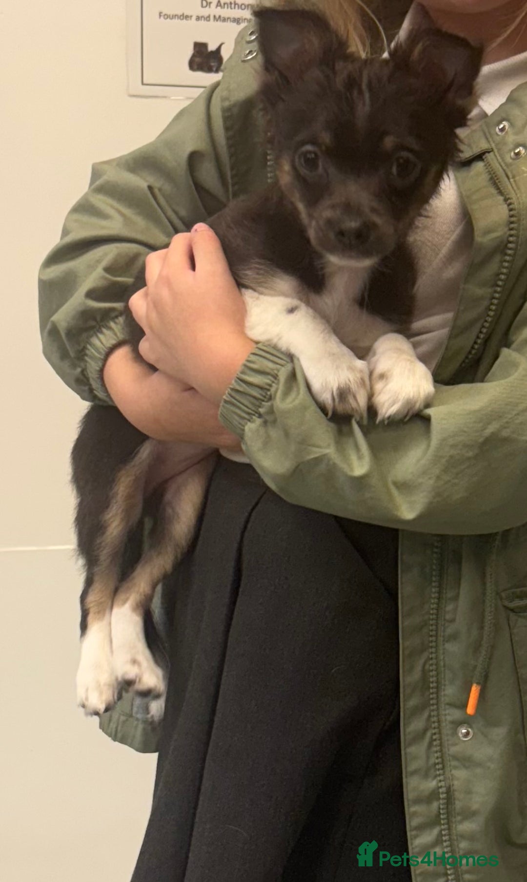 Pomchi dogs for sale: Pixie  - Advert 2