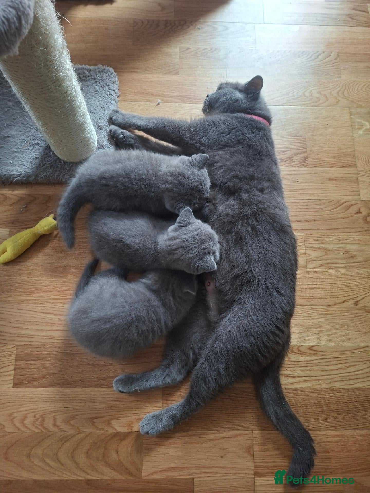 British Shorthair cats Pedigree British short hair kittens for sale  - Advert 3