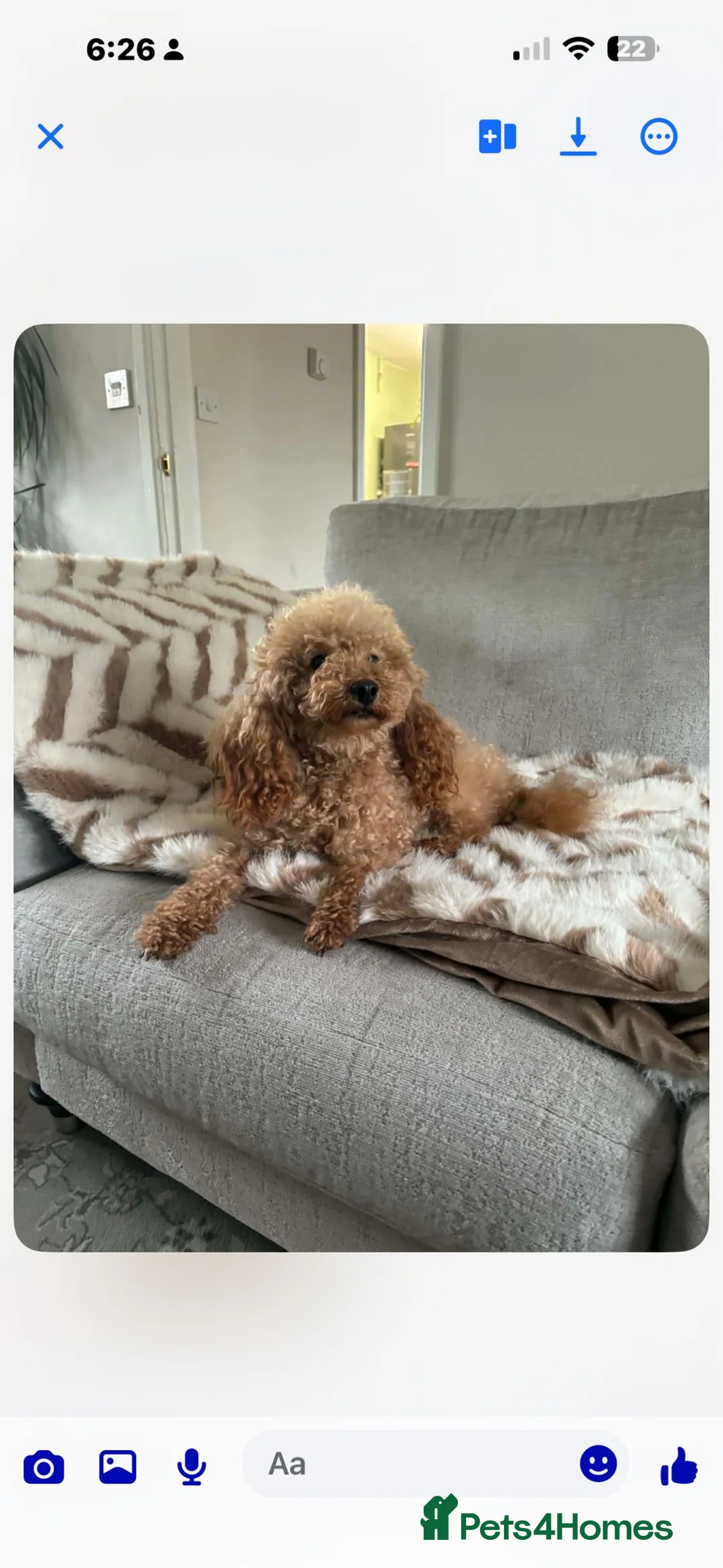 Doxiepoo dogs for sale: 🐶✨Adorable Doxypoo Puppies for Sale✨🐶 - Advert 2