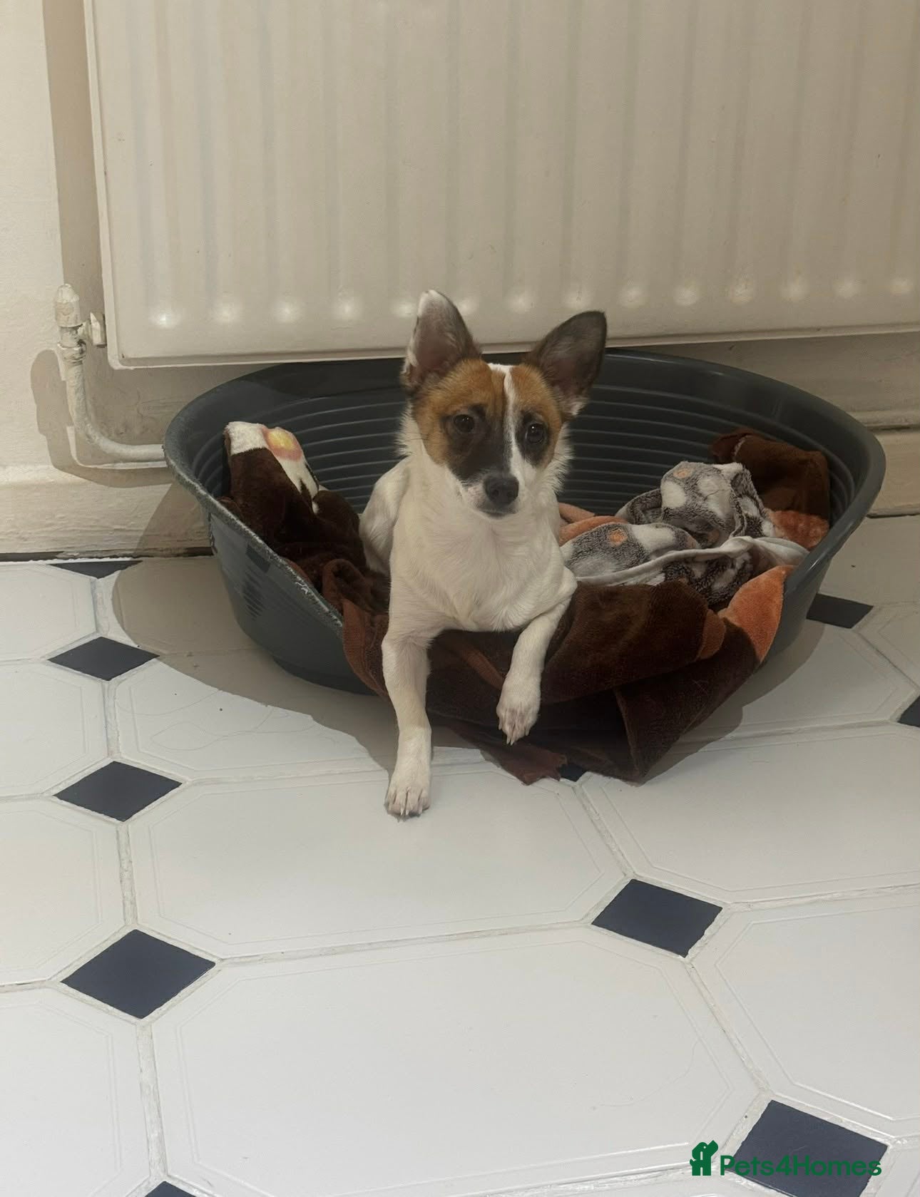 Jack Russell dogs Stella - Advert 14