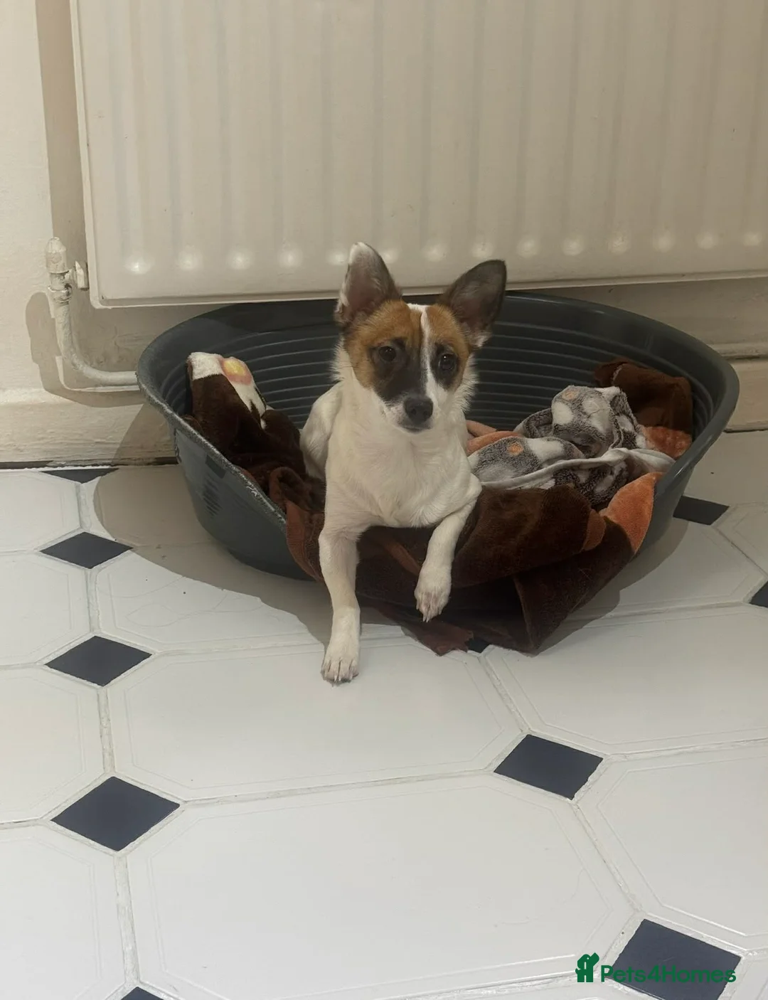 Jack Russell dogs for sale: Stella - Advert 1