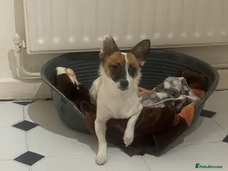 Jack Russell dogs Stella - Advert 1