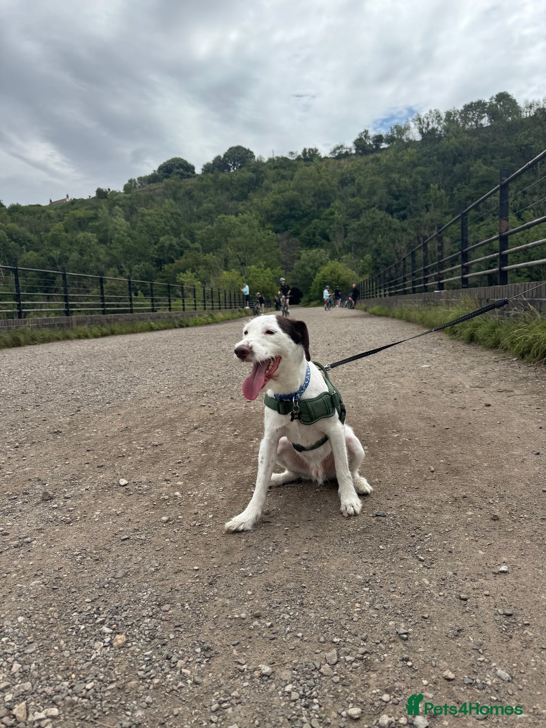 Mixed Breed dogs for sale: Beautiful boy needs a new home asap!  - Advert 3