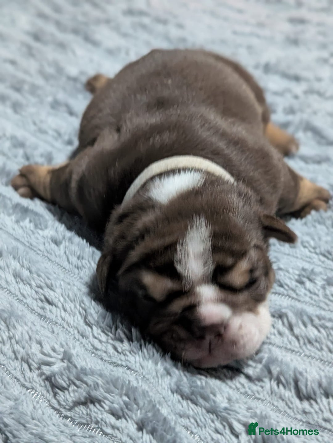 English Bulldog dogs for sale: Beautiful Litter Of New English Bulldog Puppies - Image 17