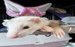 Ferret rodents for sale: 9 Week old male and female ferret (inc everything) - Image 3