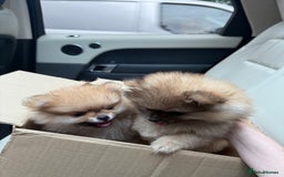 Pomeranian dogs for sale: 2 Pomeranian boys for sale in London  - Image 3