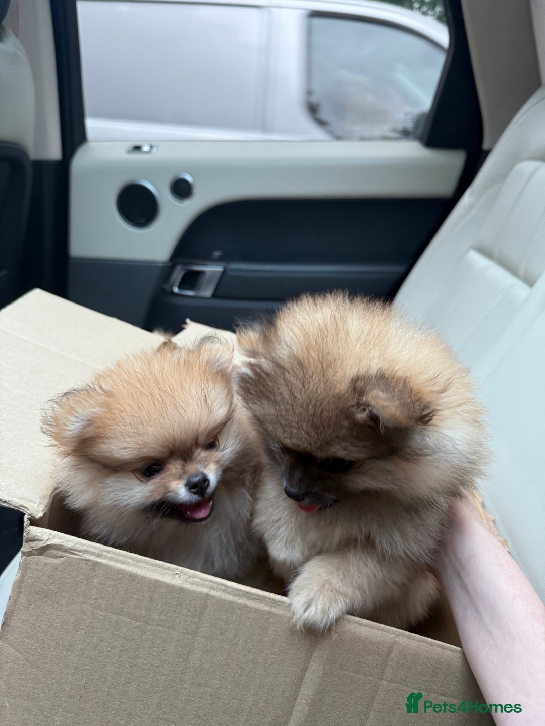 Pomeranian dogs for sale: 2 Pomeranian boys for sale in London  - Image 3
