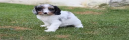 Cockapoo dogs for sale: Beautiful Cockerlierpoo puppies for sale - Advert 38