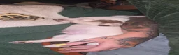 Chiweenie dogs for sale: Chiweenie Babies  in Rotherham - Advert 9
