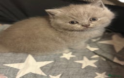 British Shorthair cats for sale: Beautiful British shorthair champion bloodlines - Image 11