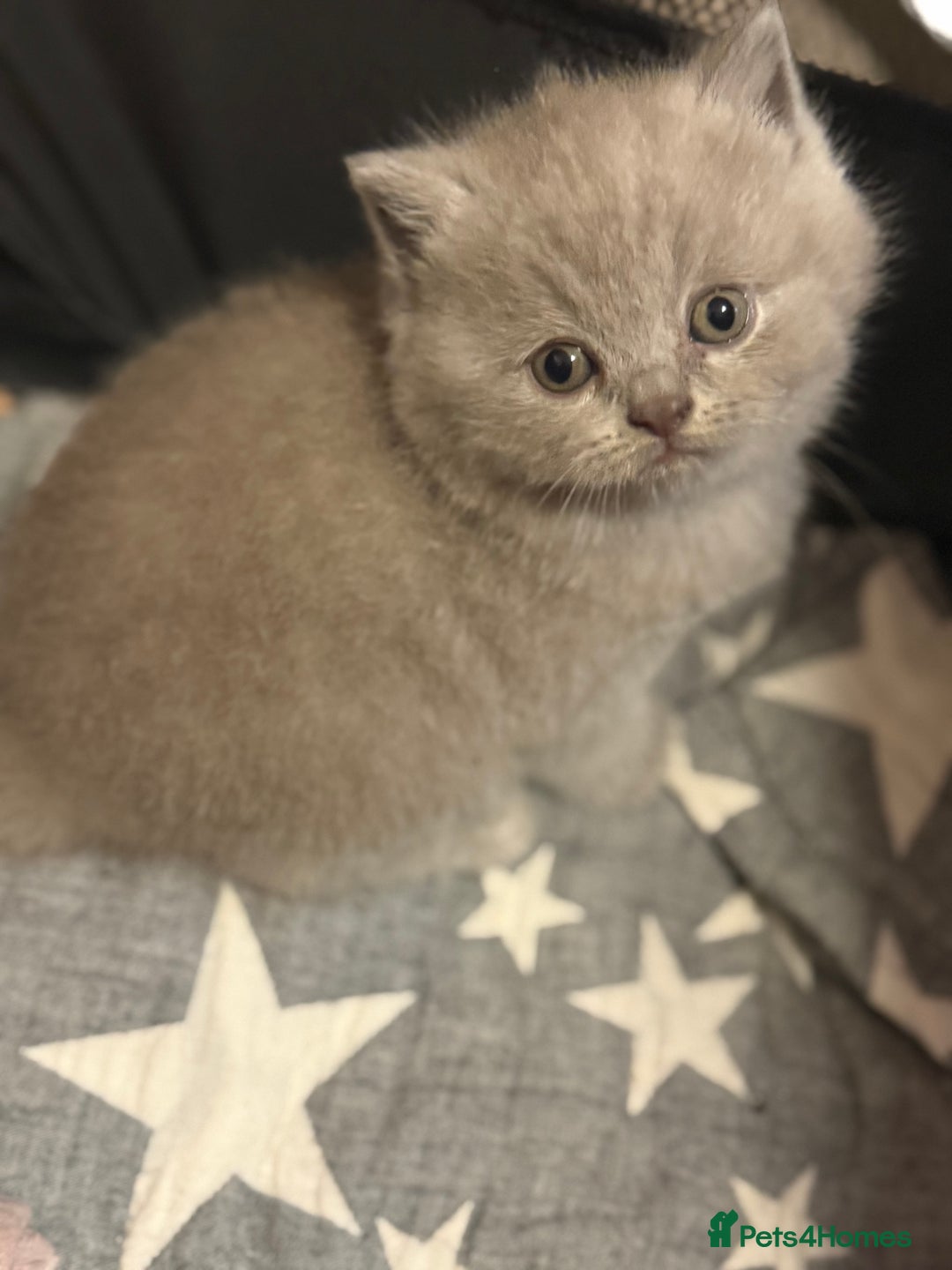British Shorthair cats for sale: Beautiful British shorthair champion bloodlines - Image 11