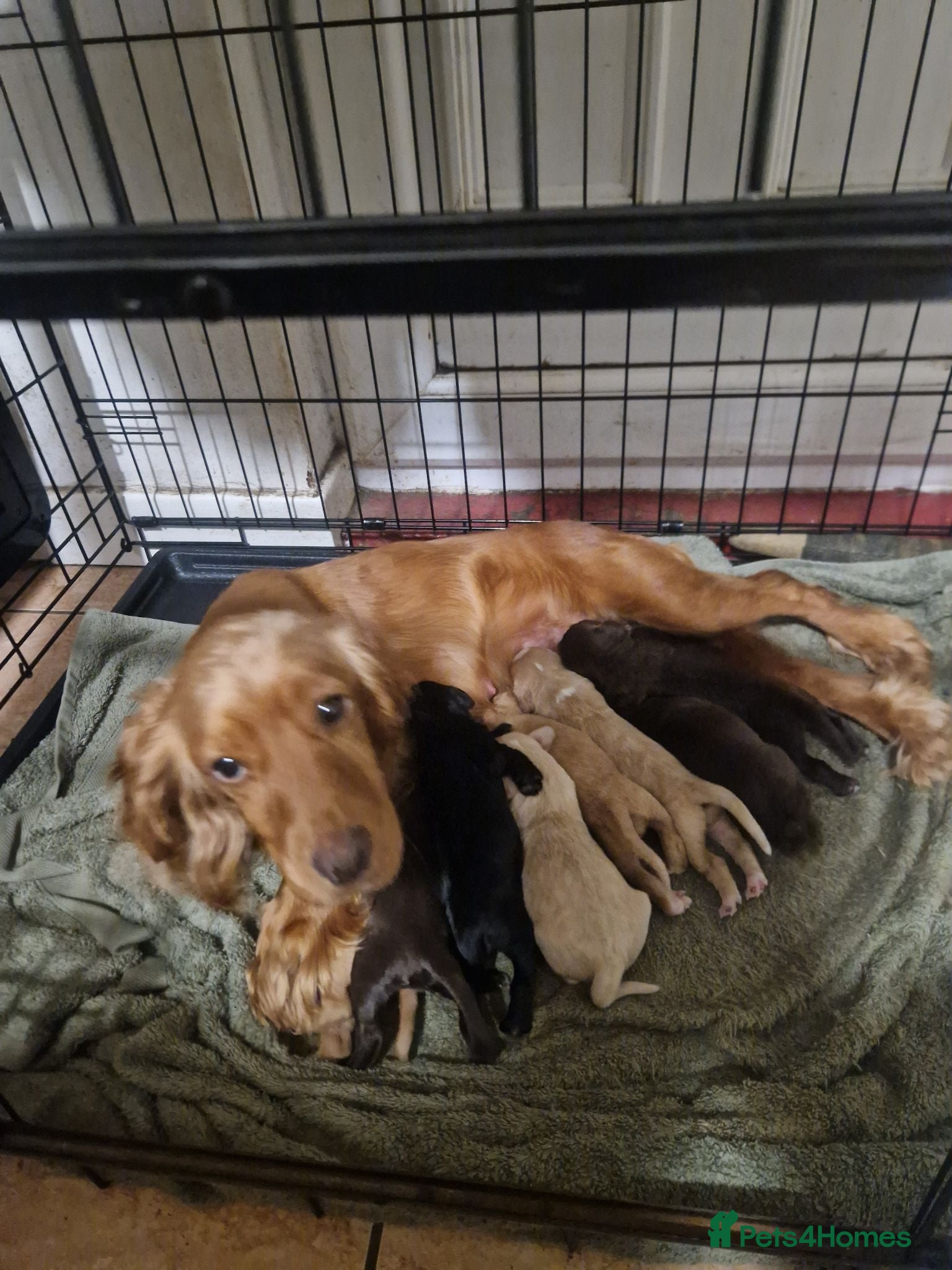 Cocker Spaniel dogs Cocker spaniels for sale - Advert 3