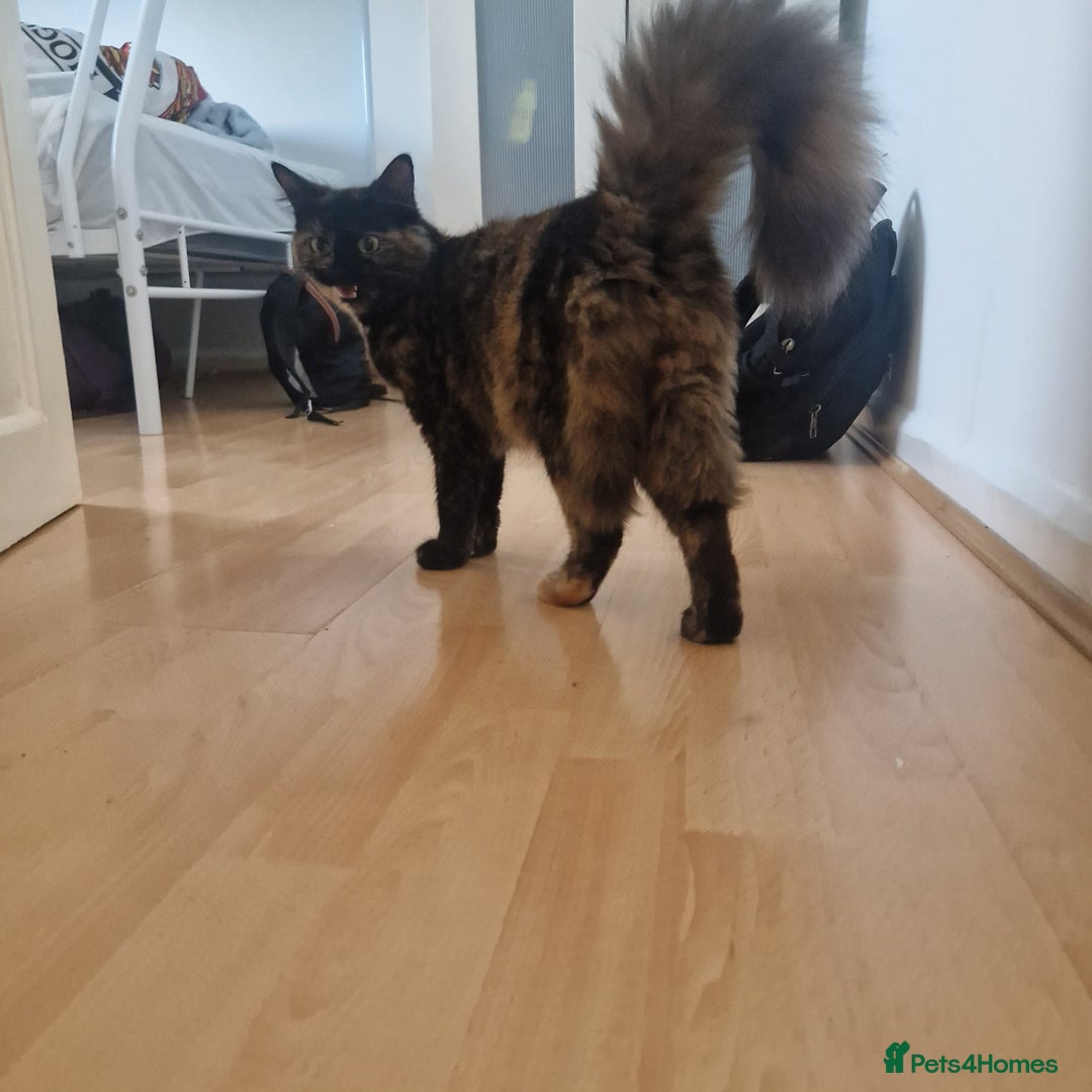 Bombay cats for sale: Friendly bombay for sale - Image 7