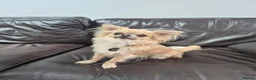 Chihuahua dogs for sale: Male Chihuahua (Louie) in Preston - Advert 2