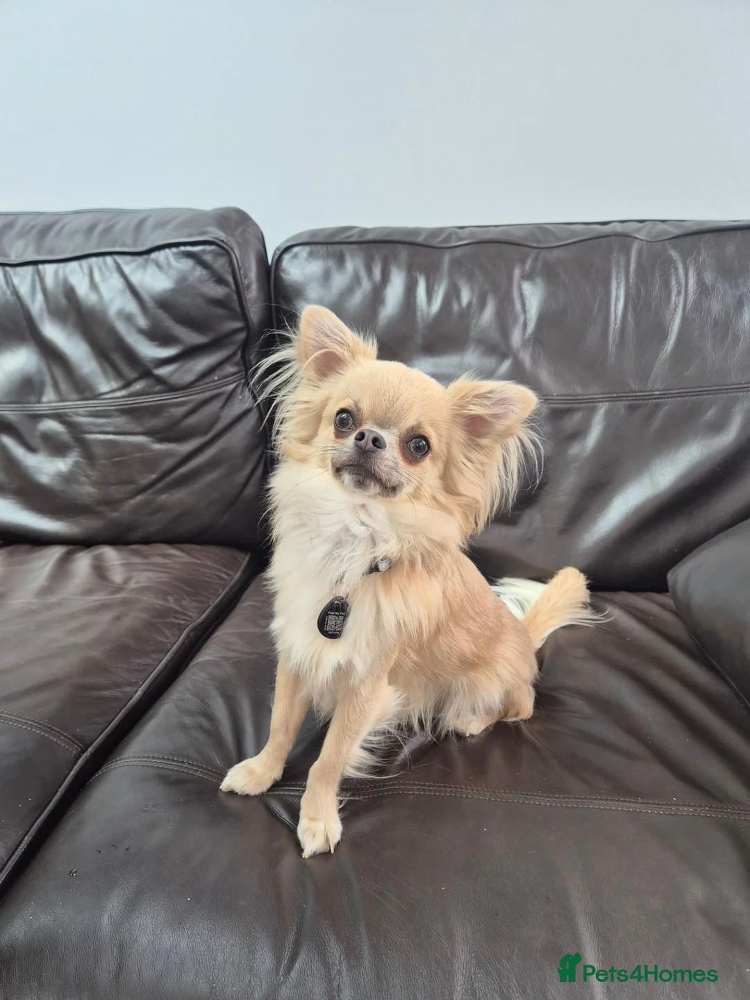 Chihuahua dogs for sale: Male Chihuahua (Louie) in Preston - Advert 2