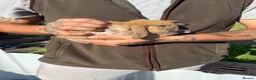 Mixed Breed rabbits for sale: Rabbits in Sunderland - Advert 2