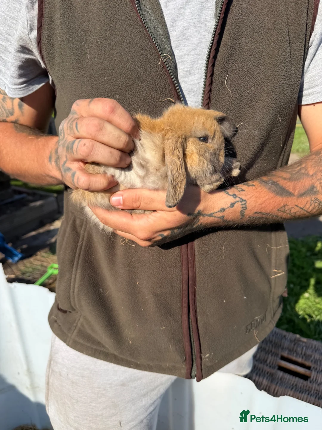 Mixed Breed rabbits for sale: Rabbits in Sunderland - Advert 2