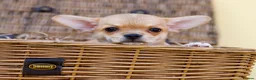 Chihuahua dogs for sale: 🐾Chihuahua Girls ready for forever loving homes - Advert 14