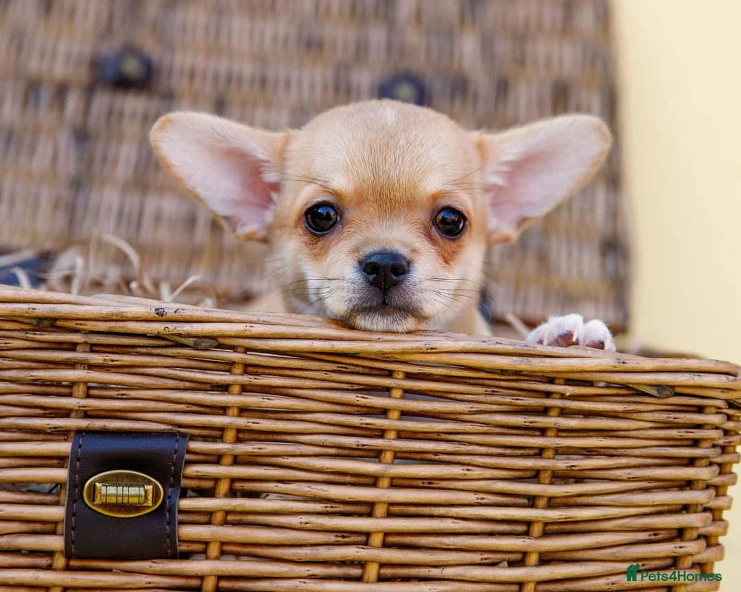 Chihuahua dogs for sale: 🐾Chihuahua Girls ready for forever loving homes - Advert 1