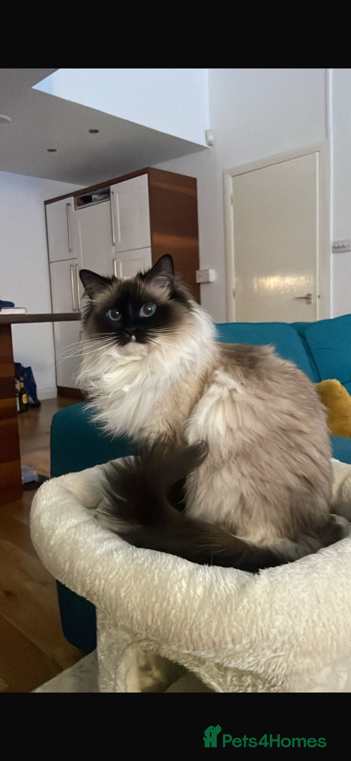 Ragdoll cats Active Female Ragdoll paper work  in Glasgow - Advert 1