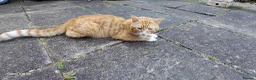 Bengal cats for sale: Looking for a Loving Forever Home  - Advert 9