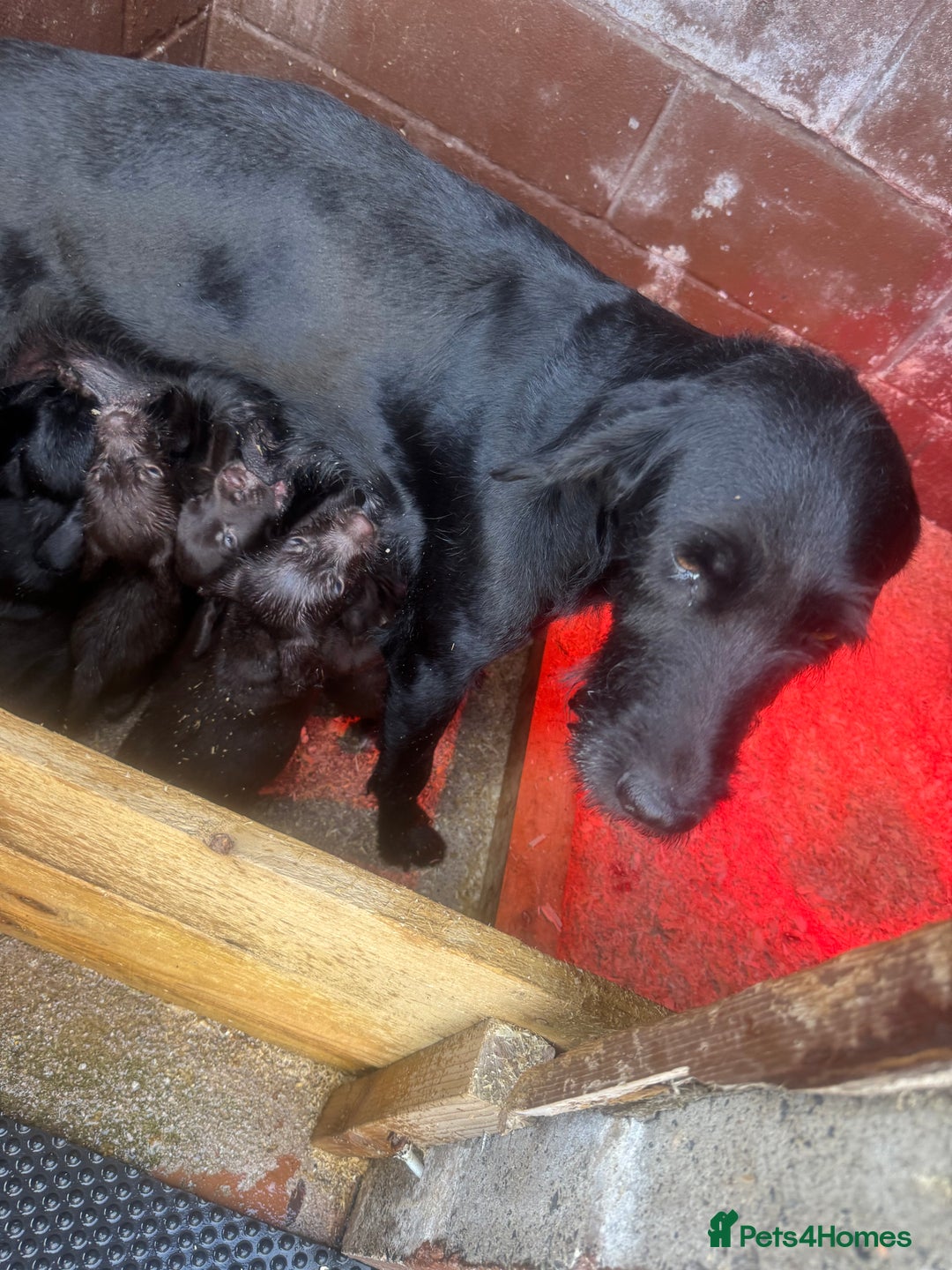 Mixed Breed dogs for sale: GWPxLabxVizsla Puppies  - Image 7
