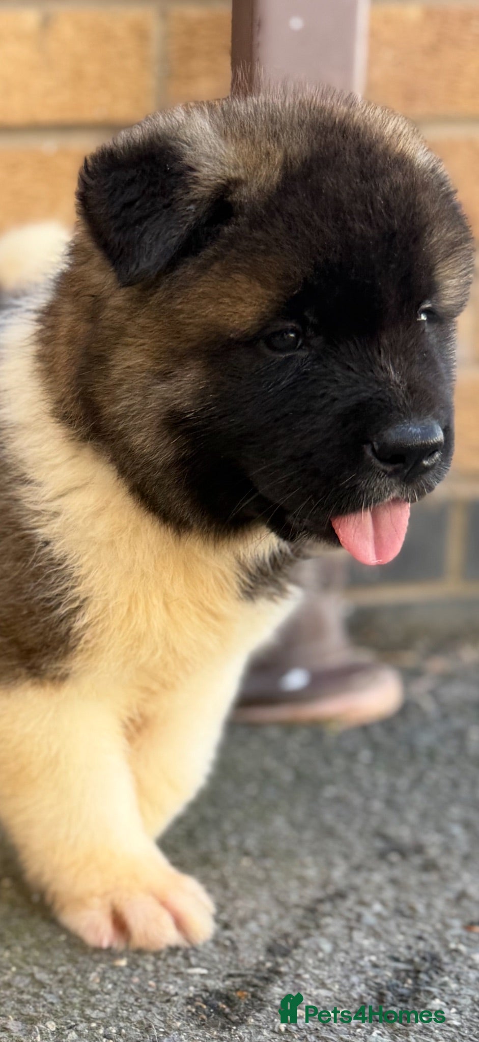 Akita dogs KC REGISTERED AKITA BEARS.  - Advert 17