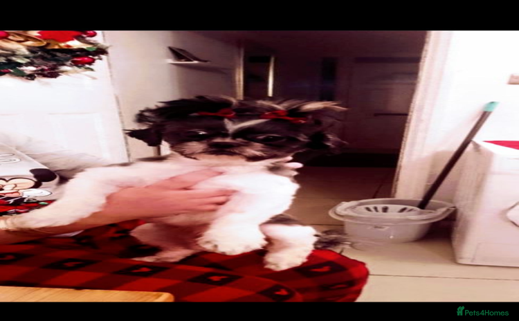 Shih Tzu dogs Shih Tzu puppies  - Advert 1