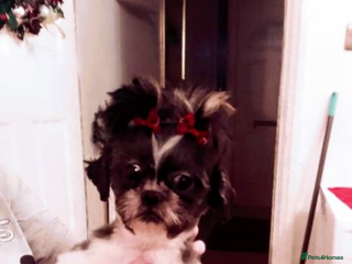 Shih Tzu dogs Shih Tzu puppies - Advert 13