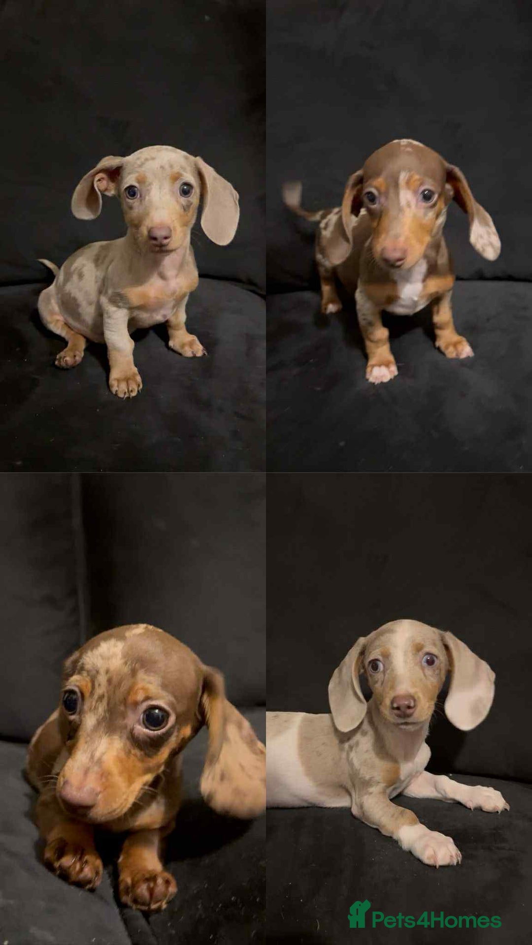 Miniature Dachshund dogs for sale: Mini Dachshunds looking for their forever homes - Advert 3