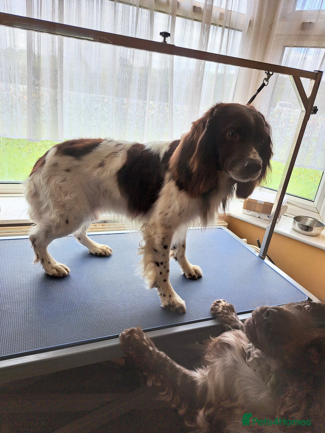 Mixed Breed dogs for sale: Mixed breed rainbow of colours  - Image 14
