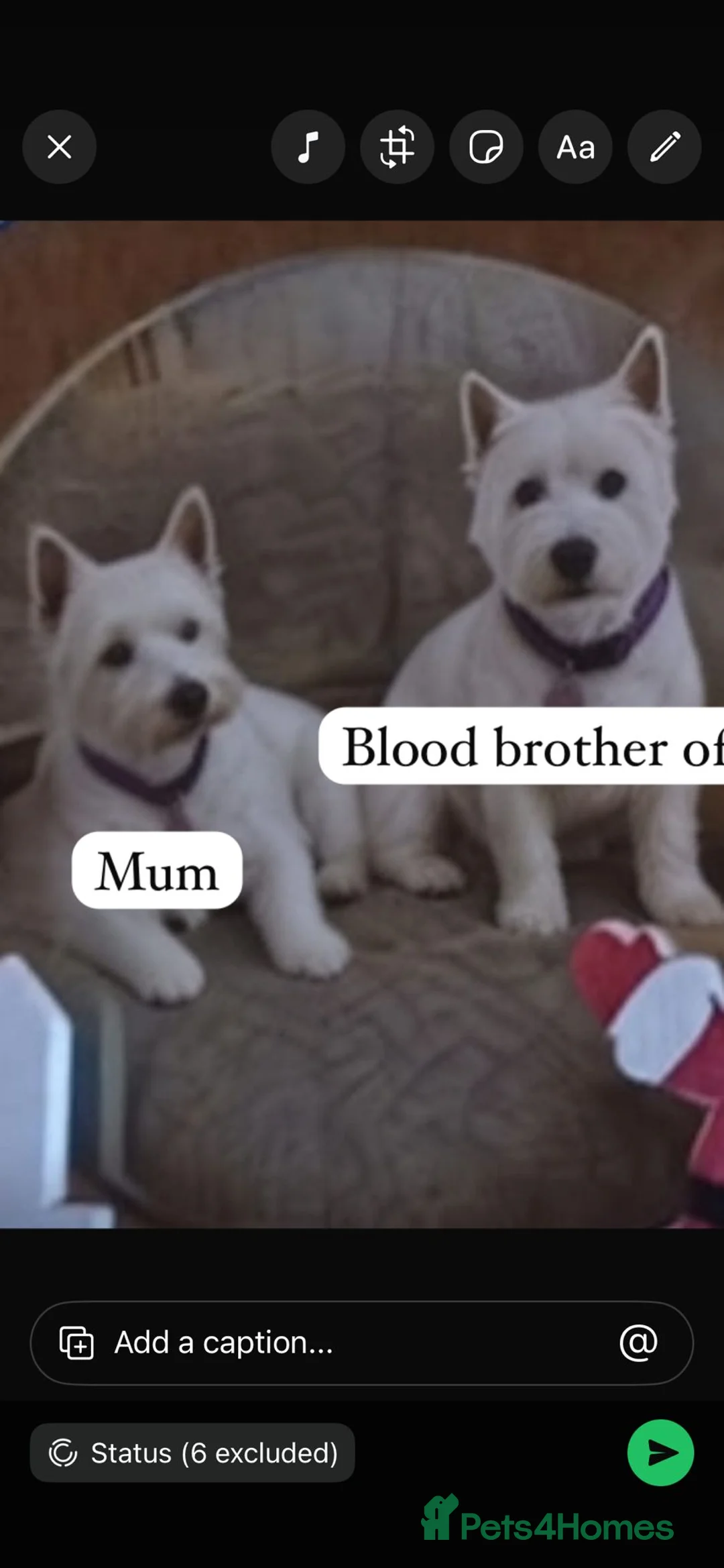 West Highland Terrier dogs for sale: Kc registered male pups - Advert 2