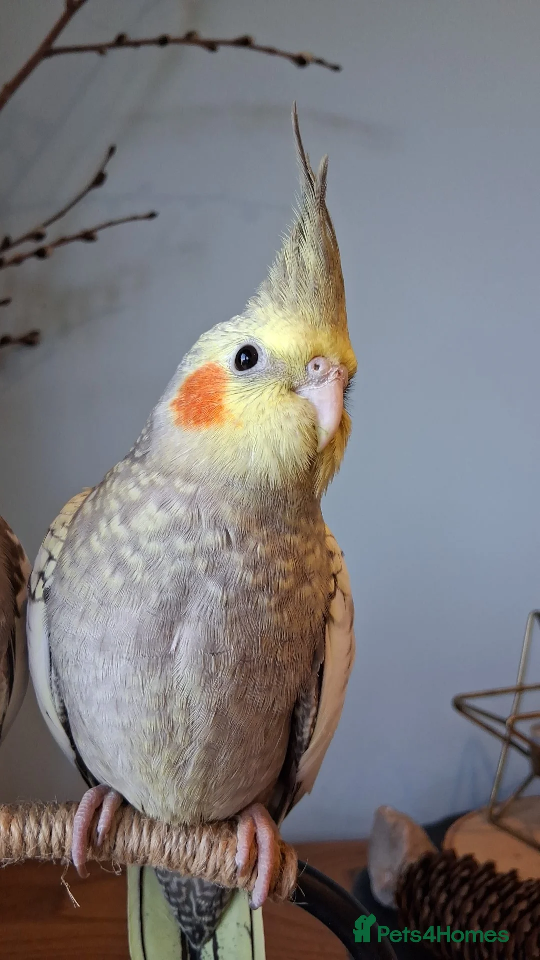 Cockatiels birds for sale: Baby cockatiel  in Bedford - Advert 5