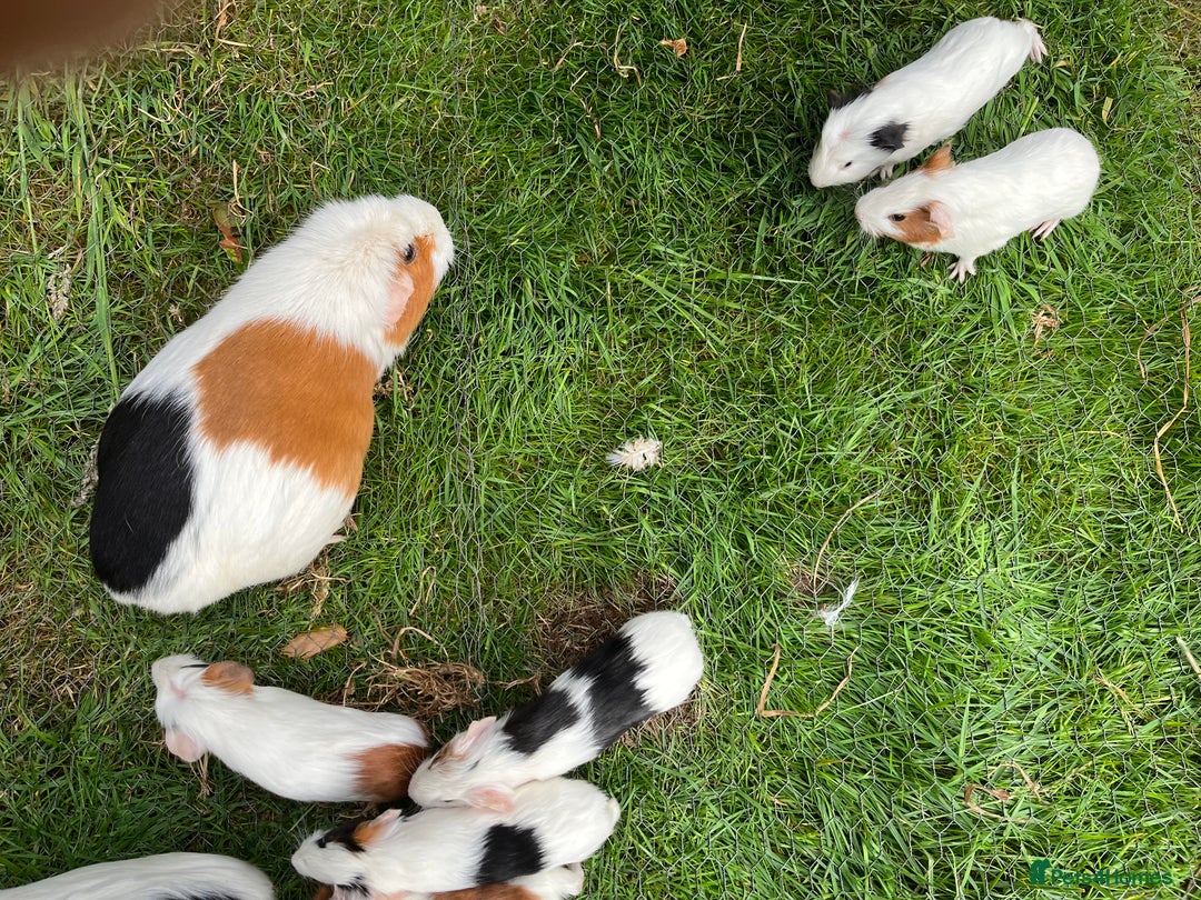 Guinea Pig rodents for sale: Guinea Pigs - Image 3