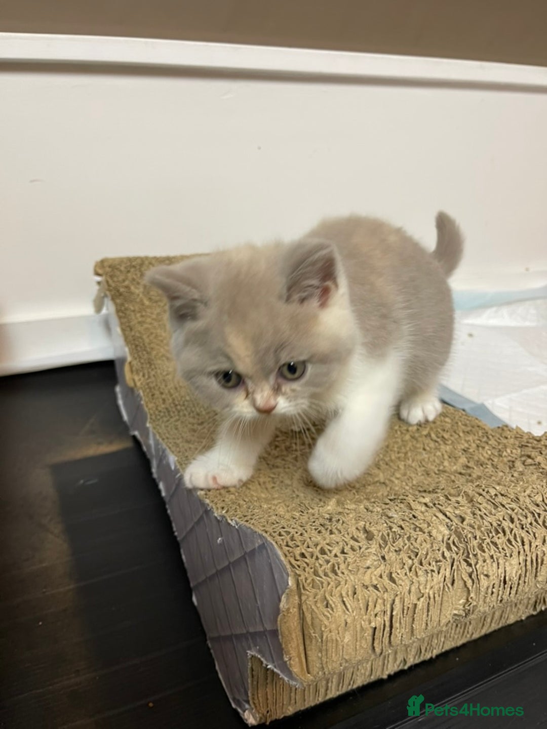 British Shorthair cats for sale: British Shorthair Kittens - Ready in 3 Weeks! - Image 10