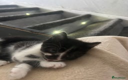 Mixed Breed cats for sale: Beautiful marking very fluffy  - Image 34