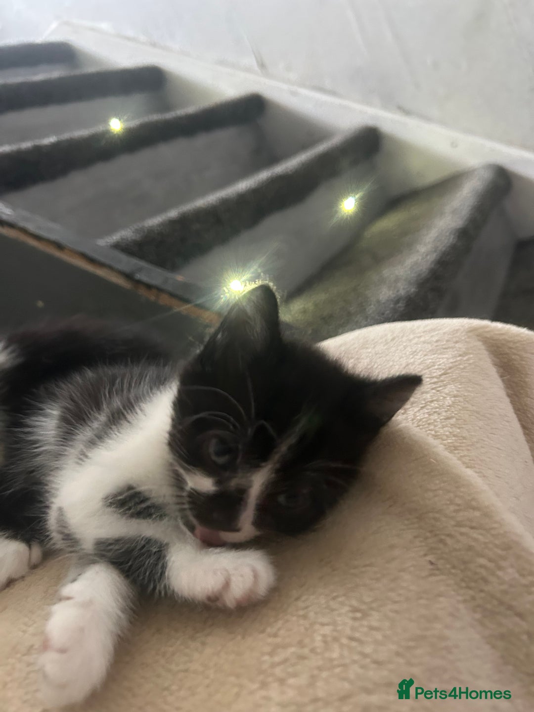 Mixed Breed cats for sale: Beautiful marking very fluffy  - Image 34