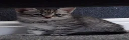 Mixed Breed cats for sale: Silver and black kittens  - Advert 8