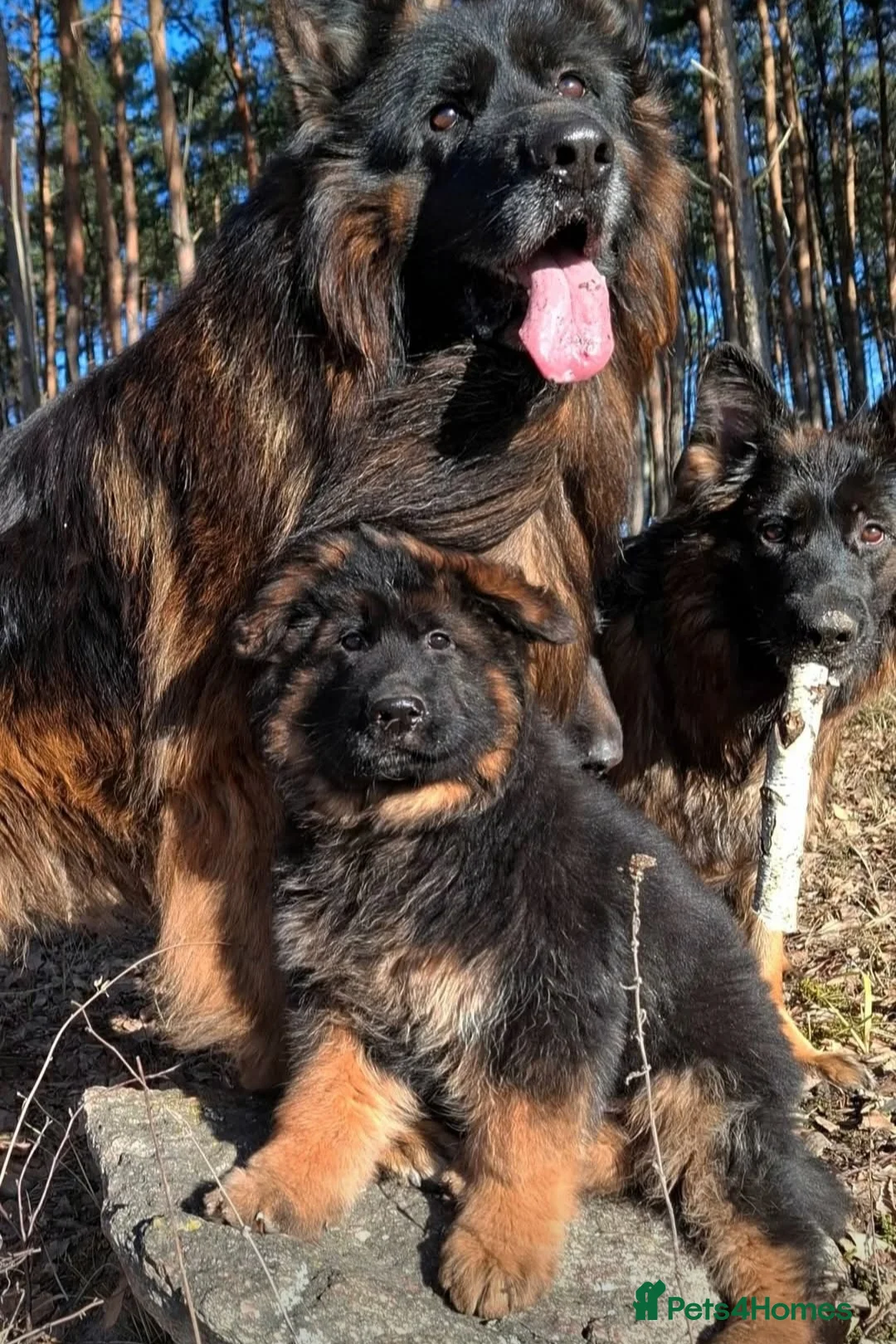 German Shepherd dogs for sale: German shepherd long hair strach back - Advert 5