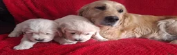 Golden Retriever dogs for sale: Gorgeous golden retriever puppies! - Advert 3
