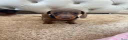 Miniature Dachshund dogs for sale: 💎🐾 Gorgeous Isabella Dachshund Boys 🐾💎 - Advert 4