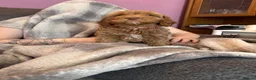 Cockapoo dogs for sale: Last Stunning cockapoo girl ready now - Advert 29