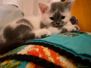 British Shorthair cats - Advert 3