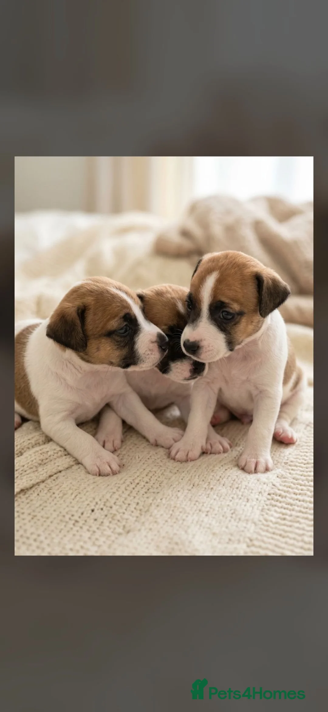Jack Russell dogs for sale: Jack Russel puppies  - Advert 1