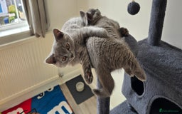 British Shorthair cats for sale: British Blue Shorthair - Image 9
