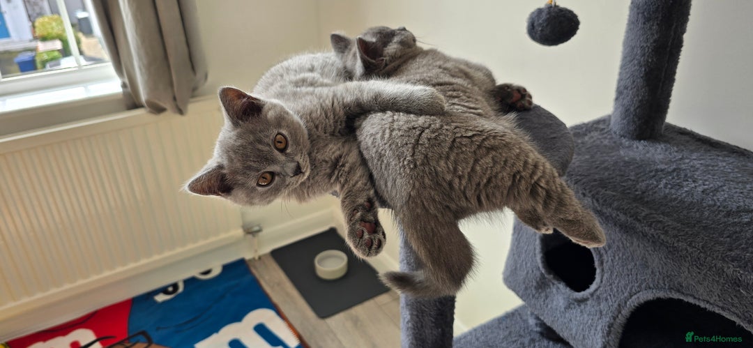 British Shorthair cats for sale: British Blue Shorthair - Image 9