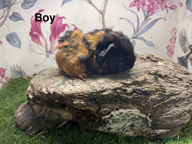 Guinea Pig rodents - Advert 9