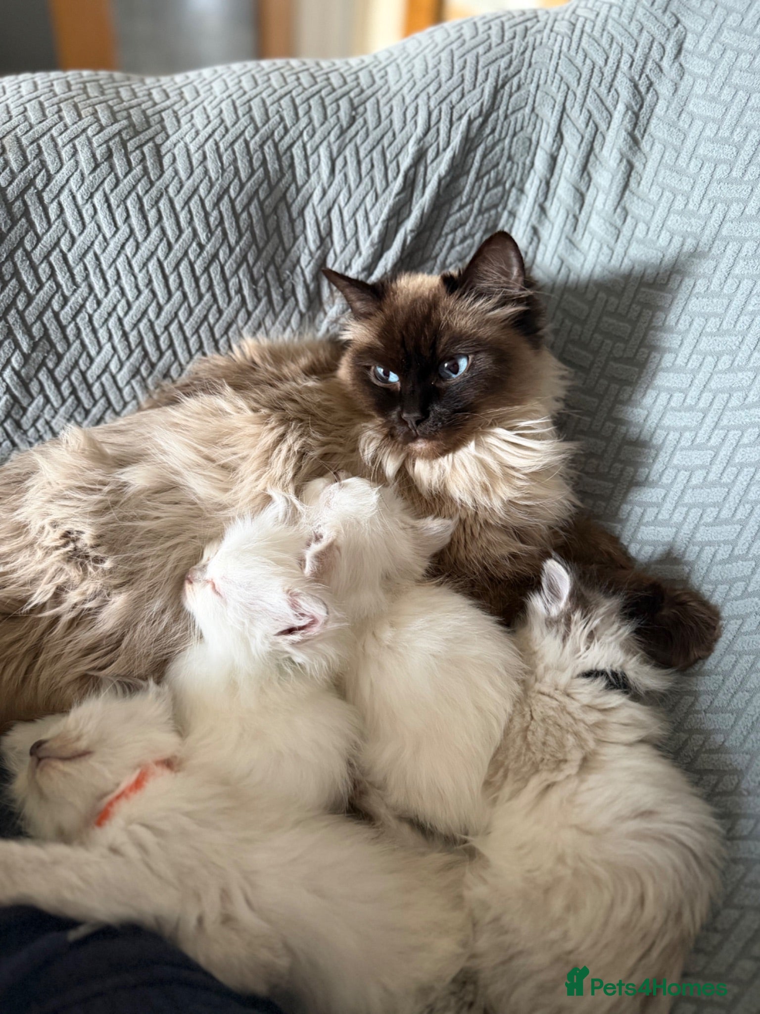 Ragdoll cats     💙 Stunning Pedigree Ragdoll Kittens GCCF - Advert 1