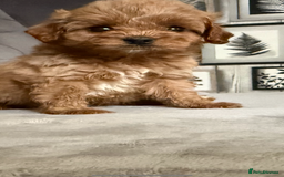 Cavapoo dogs for sale: DNA Health Tested Cavapoos  - Image 9